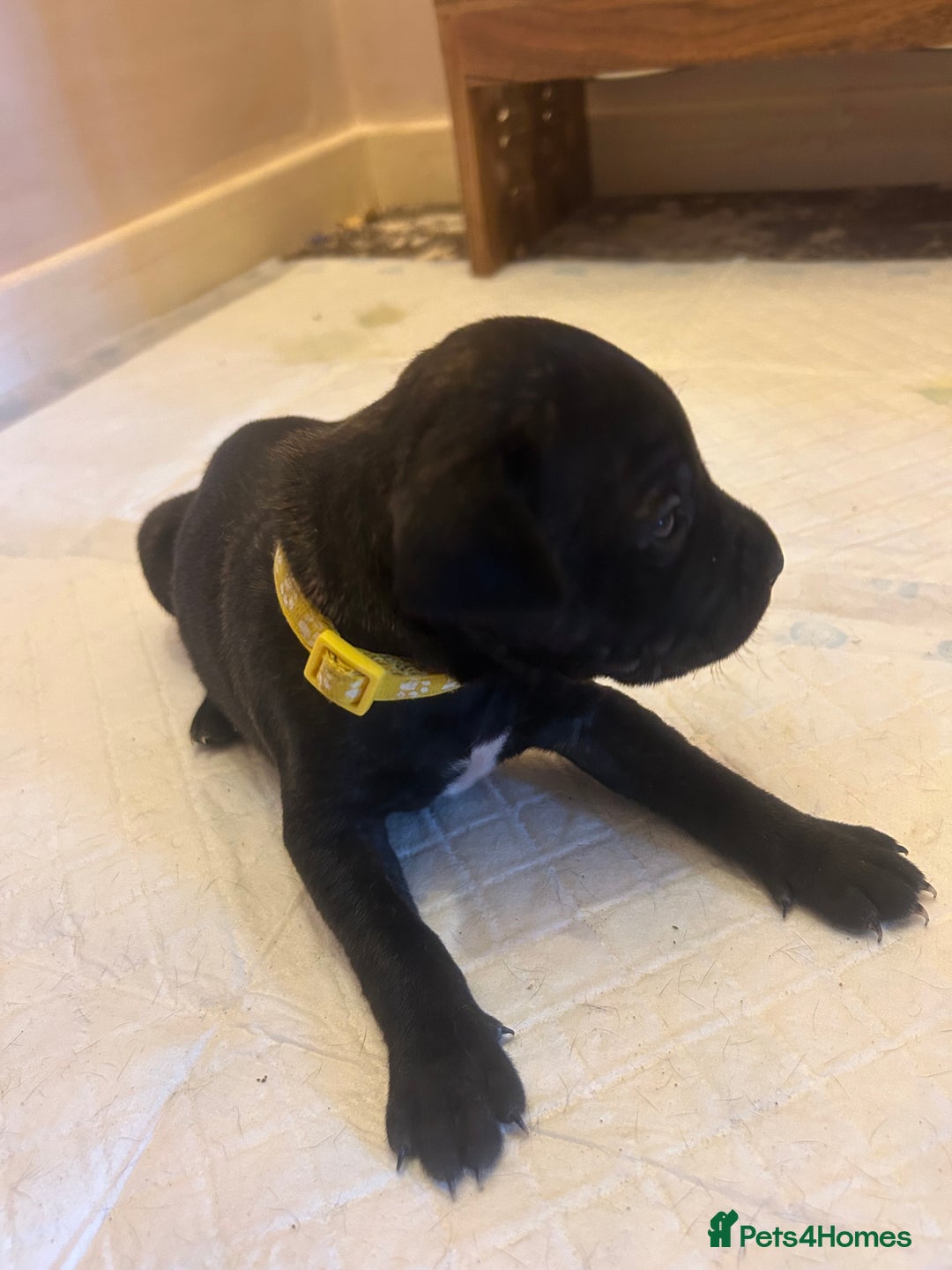 Staffordshire Bull Terrier dogs for sale: 5 staff pups  - Image 6