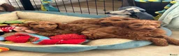 Irish Doodle dogs for sale: Standard Red Irish Doodles - Advert 3