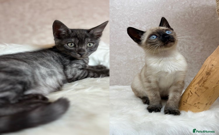 Bengal cats Only 2 left! TICA, Int. Champions, Full Pedigree - Advert 16