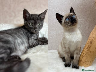 Bengal cats Only 2 left! TICA, Int. Champions, Full Pedigree - Advert 13