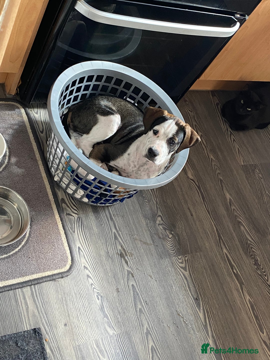 Mixed Breed dogs for sale: Cane corso x cocker spaniel puppy  - Image 4