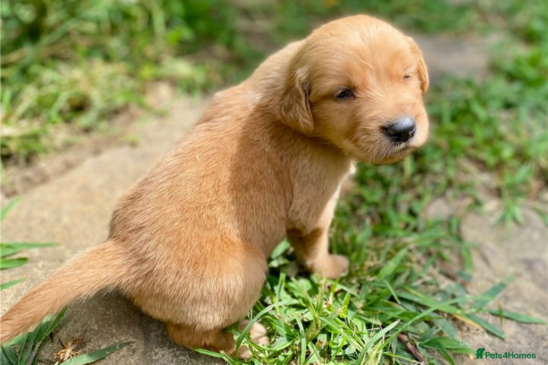 Golden Retriever dogs for sale: Beautiful Golden Retriever Puppies – Family Raised - Image 31
