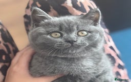 British Shorthair cats for sale: Beautiful Active Male Kitten for Sale – Blue - Image 20