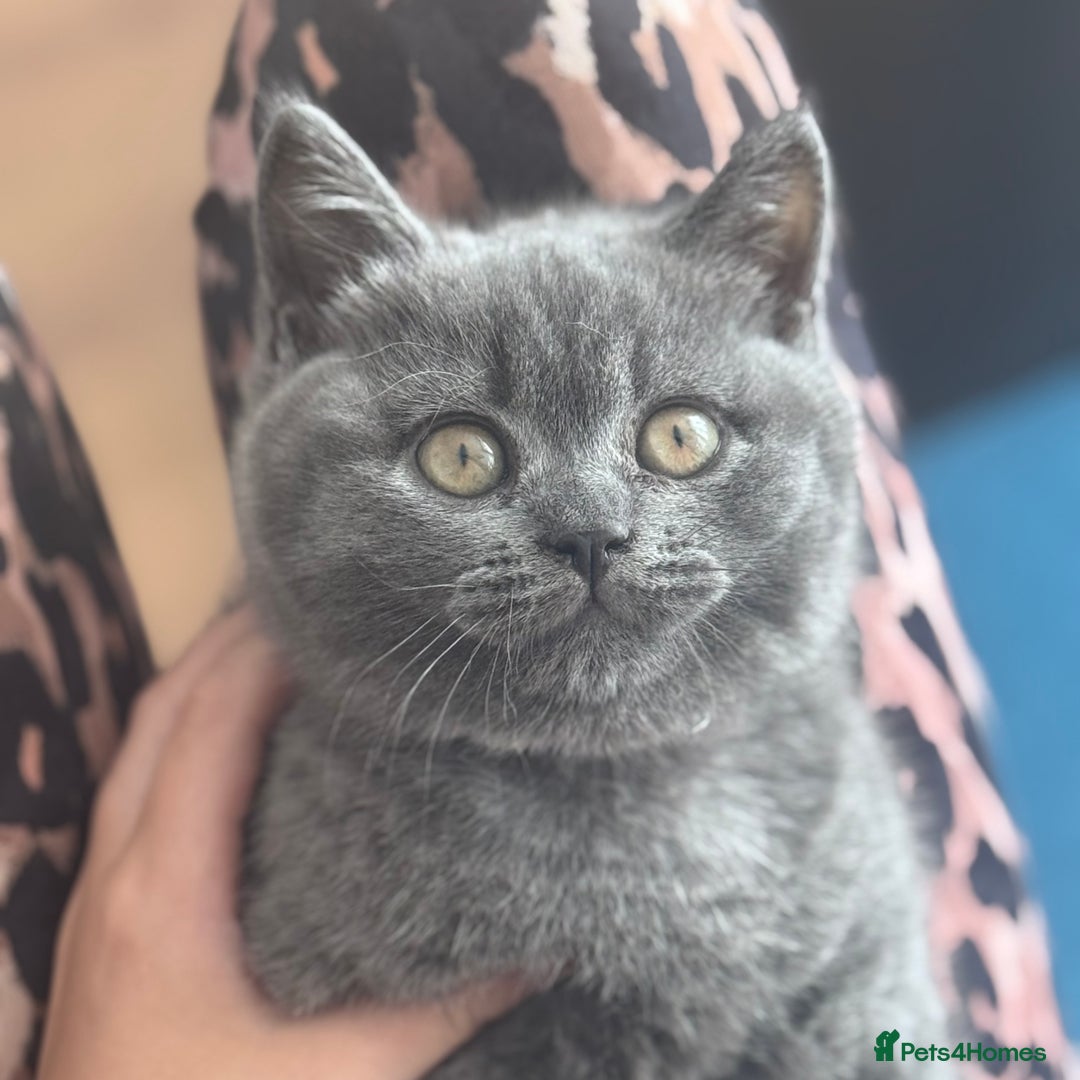 British Shorthair cats for sale: Beautiful Active Male Kitten for Sale – Blue - Image 20