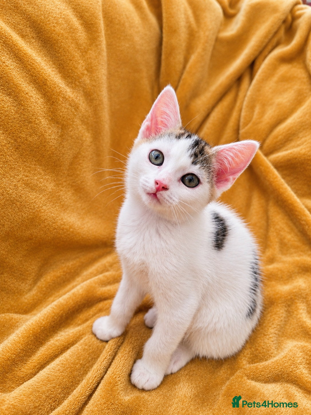 Mixed Breed cats for sale: 5 Beautiful Kittens Who Adore Human Company - Advert 12