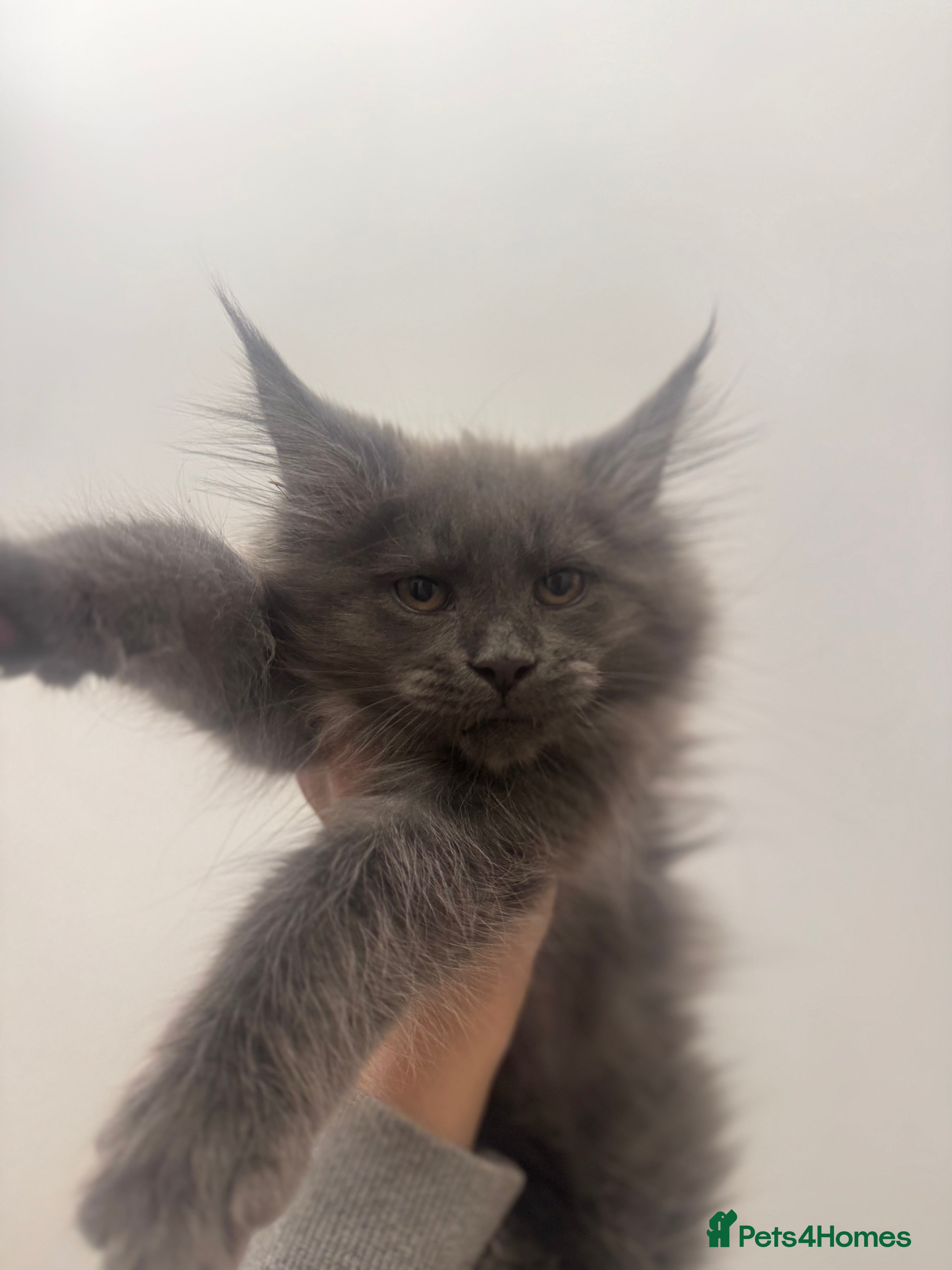 Maine Coon cats 2 Maine coon TICA reg females✨ - Advert 6