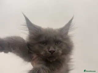 Maine Coon cats 2 Maine coon TICA reg females✨ - Advert 6