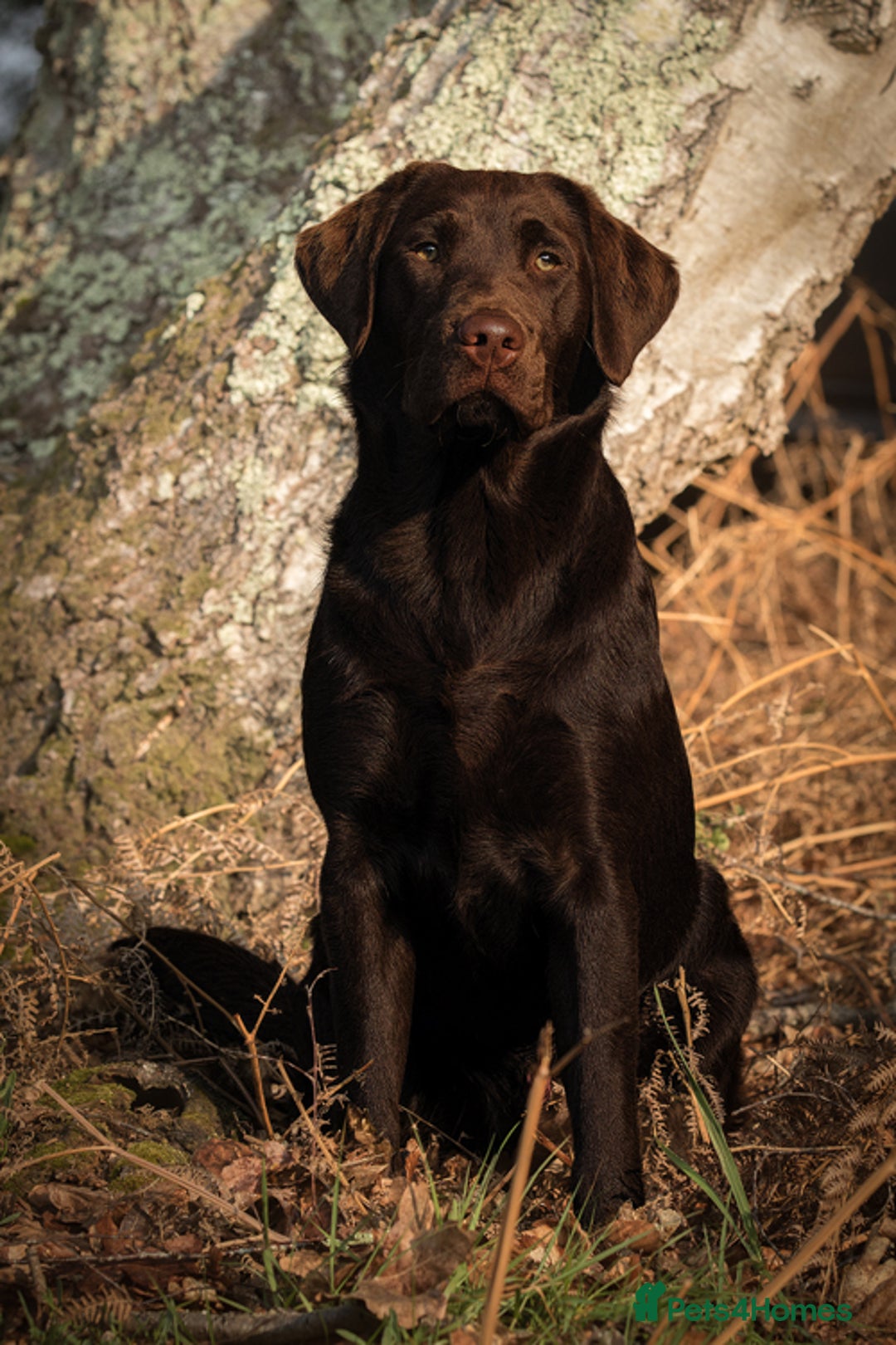 Labrador Retriever dogs for stud: Gorgeous chocolate Labrador  - Image 11