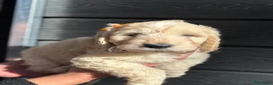 Bashful (Snow White & Seven Dewarfs)-FEMALE-Orange Collar