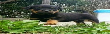 Rottweiler 4