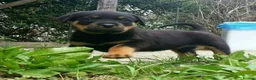 Rottweiler dogs for sale: Rottweiler Puppies with Confident Personalities in Birmingham - Advert 2
