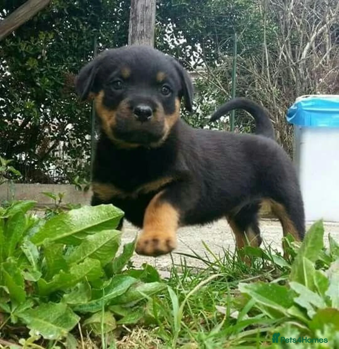 Rottweiler dogs for sale: Rottweiler Puppies with Confident Personalities in Birmingham - Advert 2