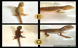 Bearded Dragon reptiles for sale: Beautiful baby bearded dragons £100 Ono - Image 4
