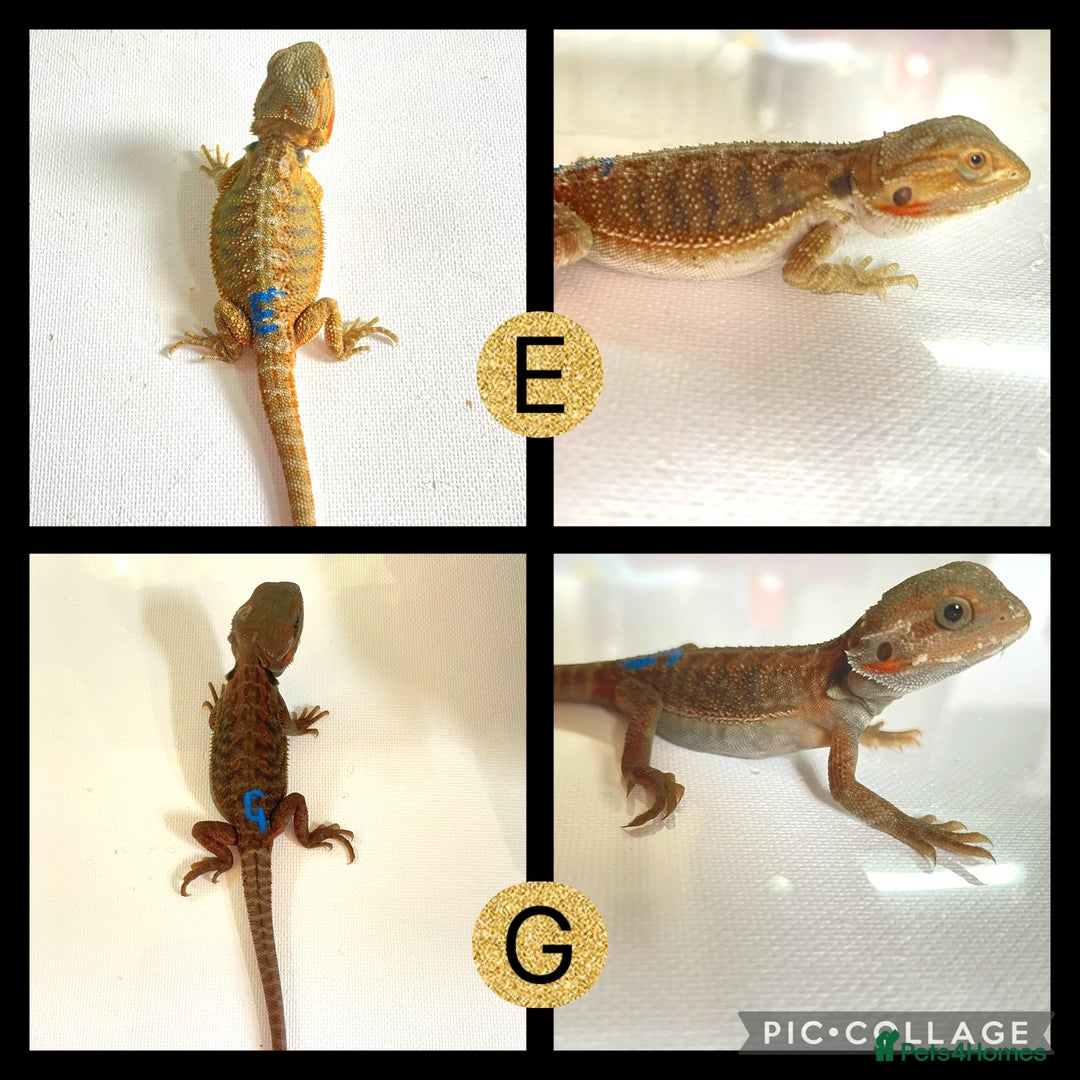 Bearded Dragon reptiles for sale: Beautiful baby bearded dragons £100 Ono - Image 4