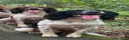 English Springer Spaniel dogs for sale: KC Registered English Springer Spaniel puppies - Advert 7
