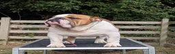 English Bulldog dogs for stud: Hungarian champion top quality male at stud - Advert 3