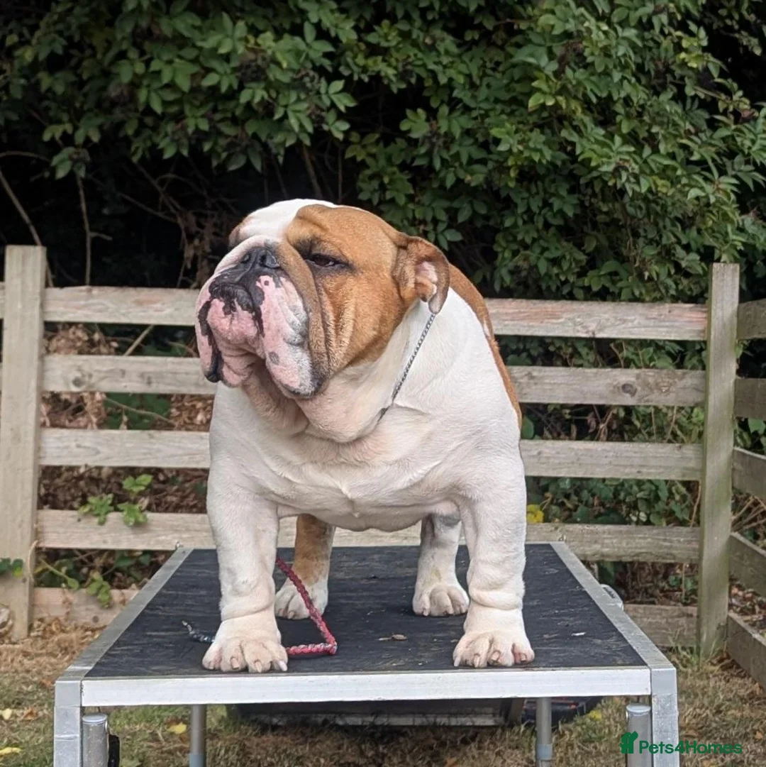 English Bulldog dogs for stud: Hungarian champion top quality male at stud - Advert 3