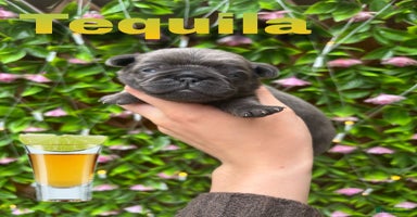Pug dogs - Advert 1