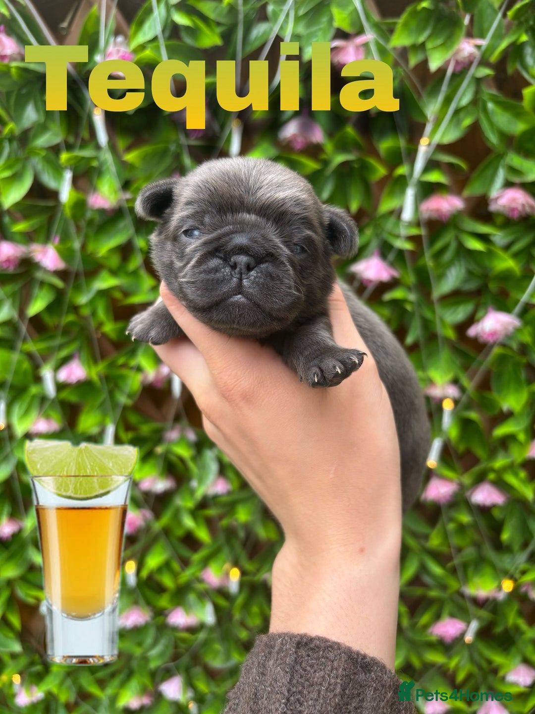 Pug dogs for sale: Kc registered pugs  - Image 2