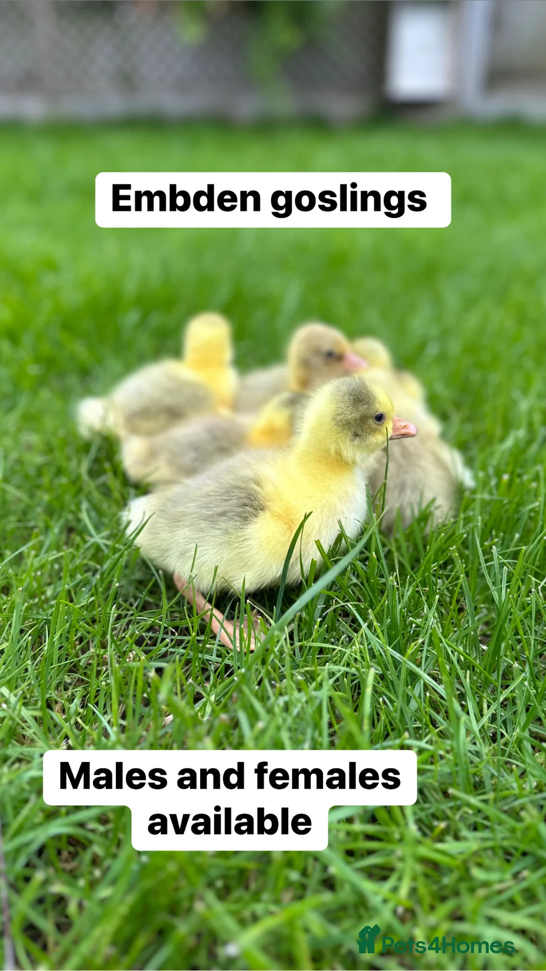 Geese poultry for sale: Day old female goslings in Colchester - Advert 1