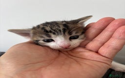 Mixed Breed cats for sale: 1 cutie left  - Image 3
