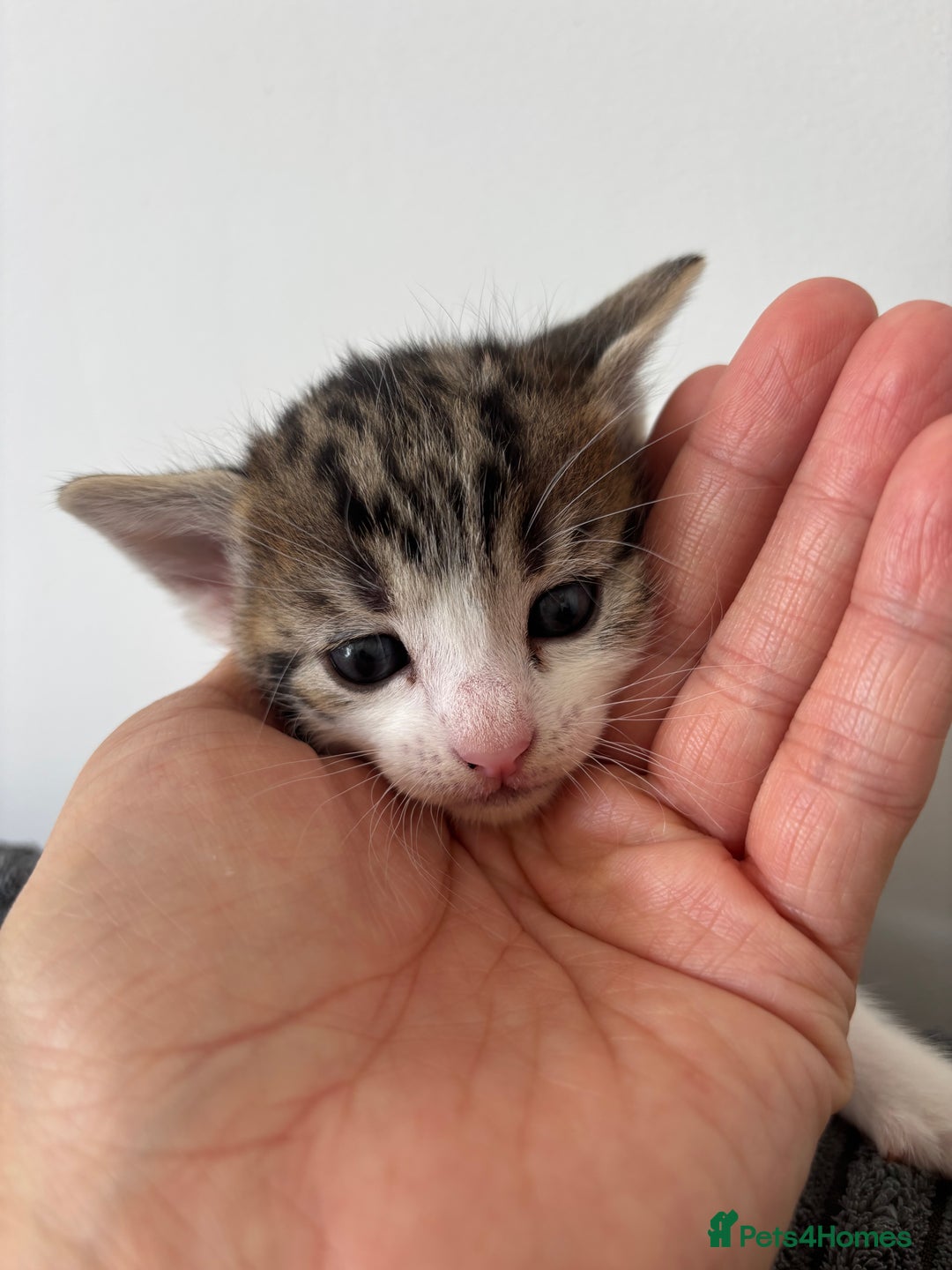 Mixed Breed cats for sale: 1 cutie left  - Image 3
