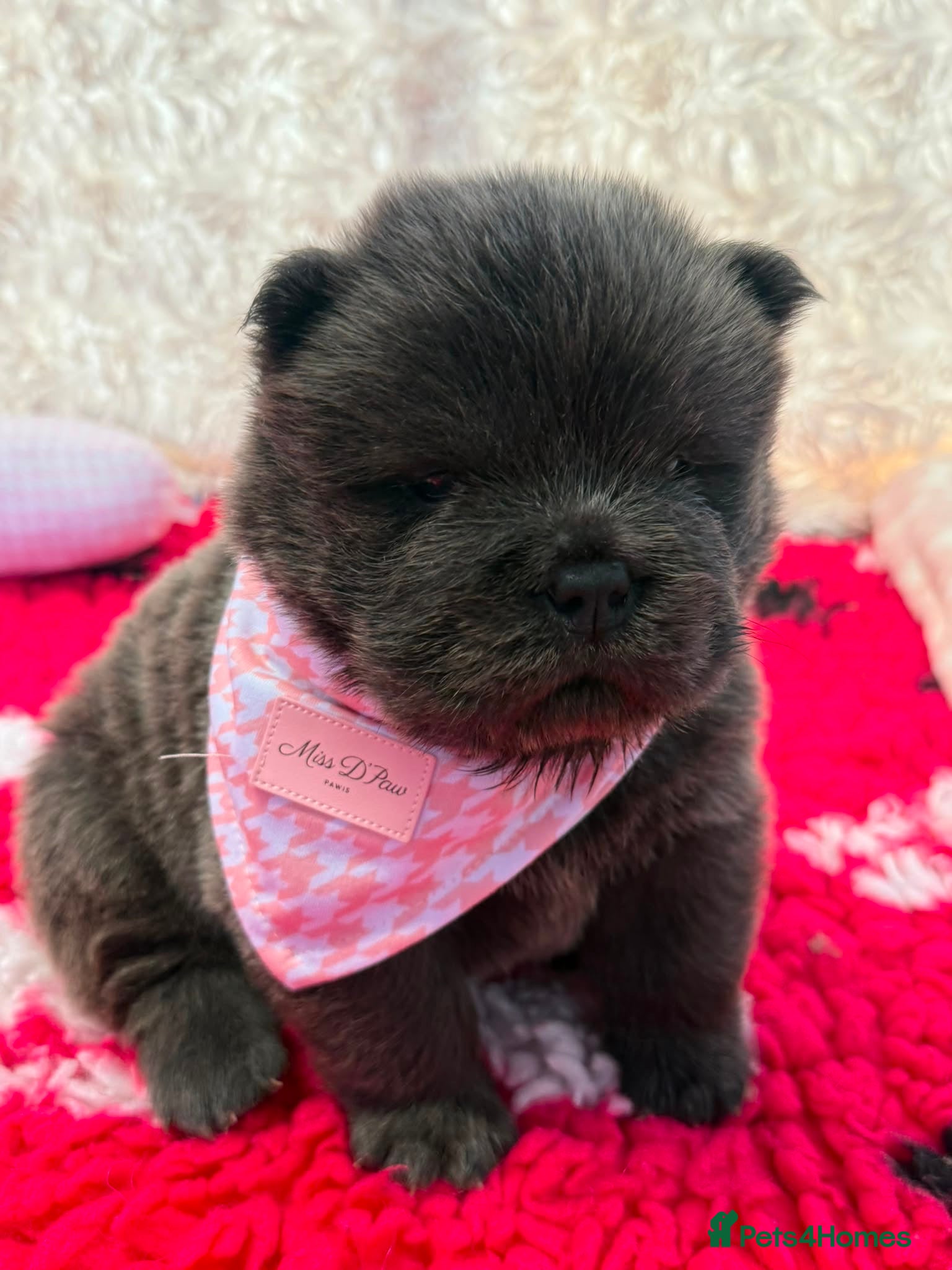 Chow Chow dogs for sale: 🐾🧸💙RARE SOLID BLUE CHOW CHOW PUPPIES🐾🧸💙 - Advert 2