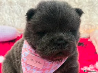 Chow Chow dogs for sale: 🐾🧸💙RARE SOLID BLUE CHOW CHOW PUPPIES🐾🧸💙 - Advert 2