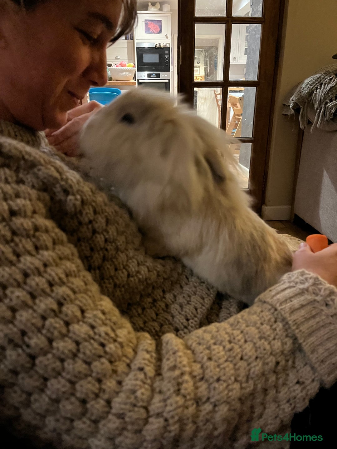 Lionhead rabbits for sale: Lion head x Lop buck looking for forever home - Image 3