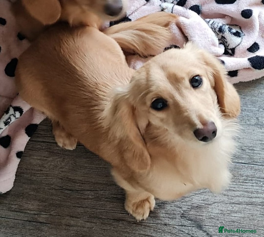 Miniature Dachshund dogs for stud: Beautiful KC Mini Long.H Full Eng. Cream Stud 🤍🐾 - Image 2