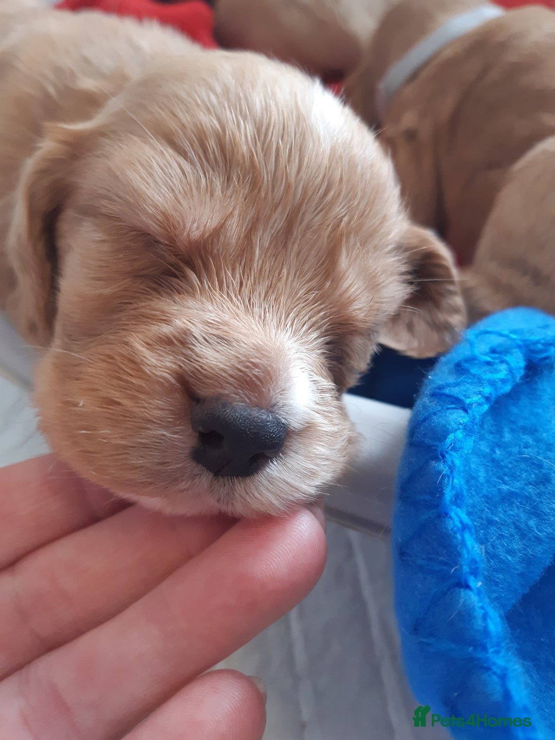 Cocker Spaniel dogs for sale: Kc registered cocker spaniel puppies - Image 2