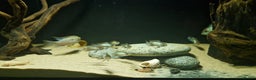 Cichlids fish for sale: Electric Blue Acara for sale - Advert 7