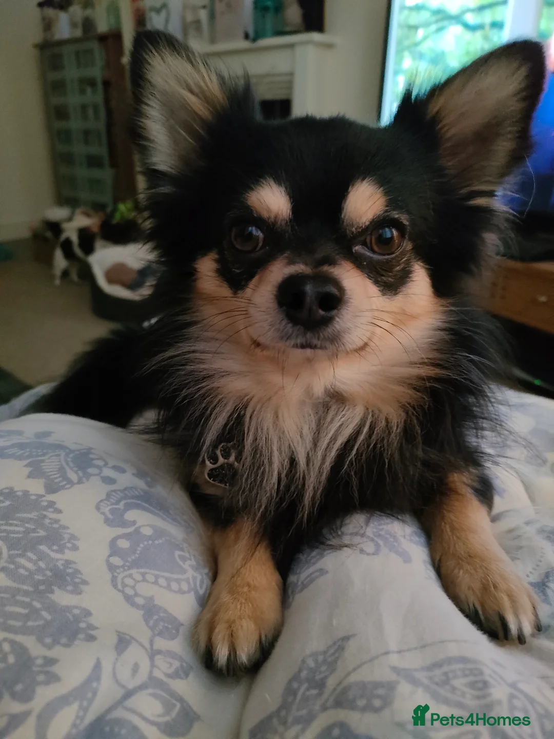 Chihuahua dogs for stud: Stud long haired Chihuahua  - Advert 6