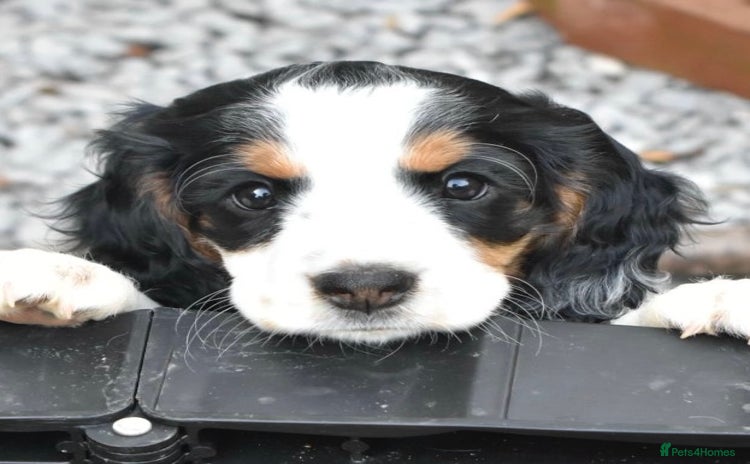 Cocker Spaniel dogs - Advert 3