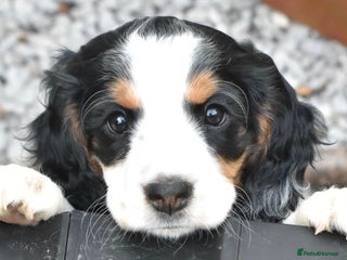 Cocker Spaniel dogs - Advert 2