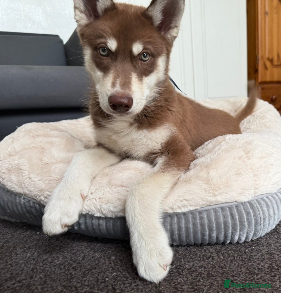 Siberian Husky dogs for sale: Brown Siberian Husky - Advert 2