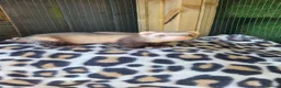 Ferret rodents for sale: 6 beautiful kits ready for new homes in Newport - Advert 3