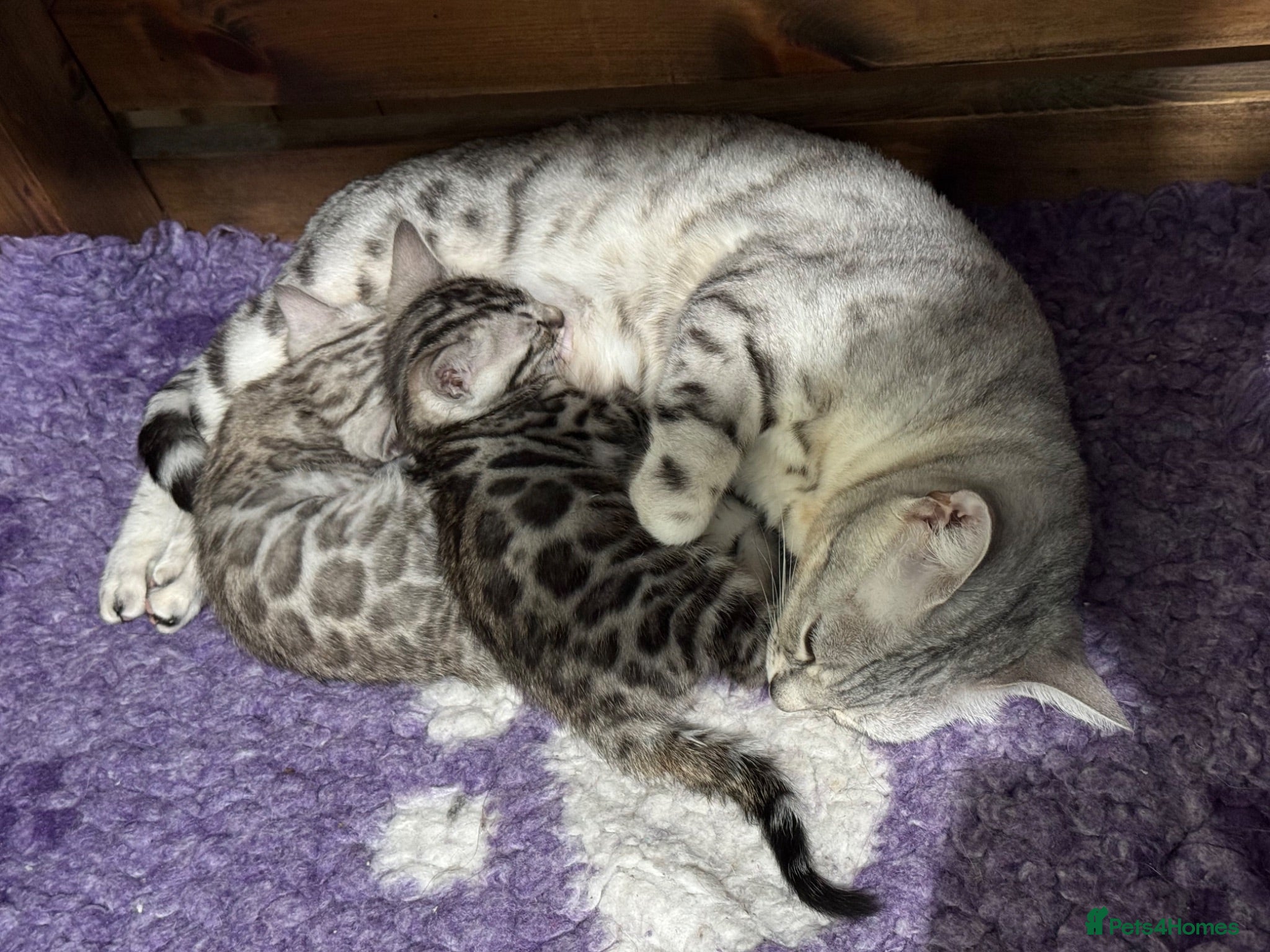Bengal cats TICA registered health tested show quality bengals - Advert 2