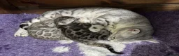 Bengal cats for sale: TICA registered health tested show quality bengals - Advert 2