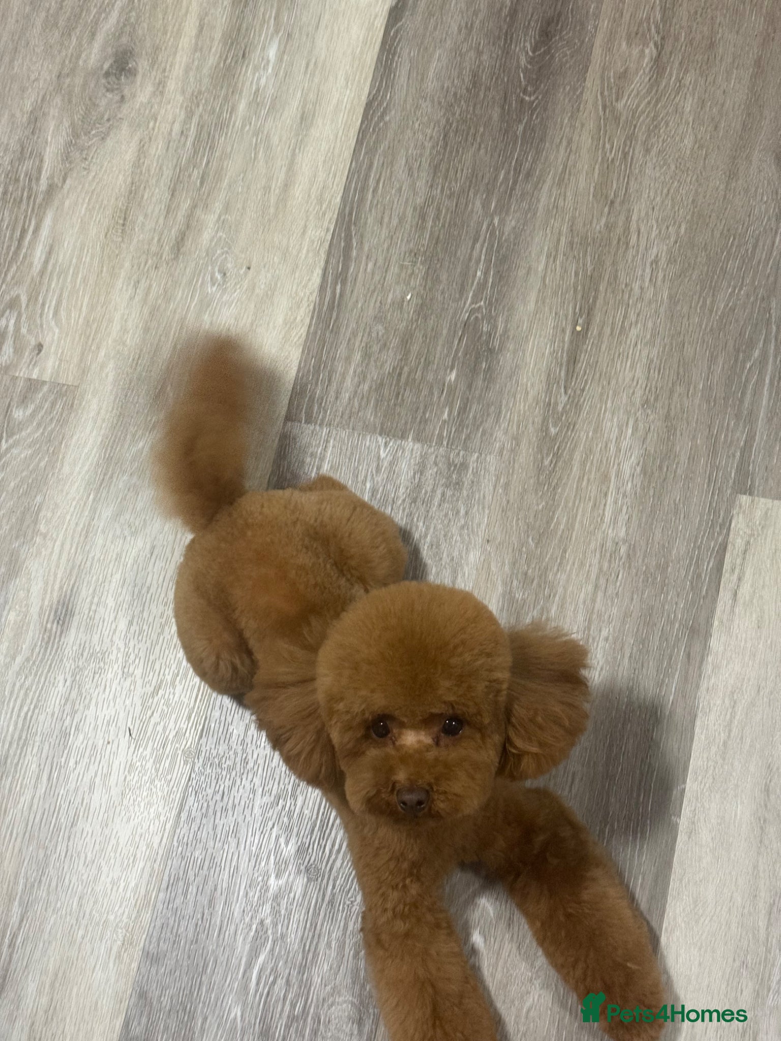Toy Poodle dogs Beautiful Asian Toy Poodle Puppies - Advert 2
