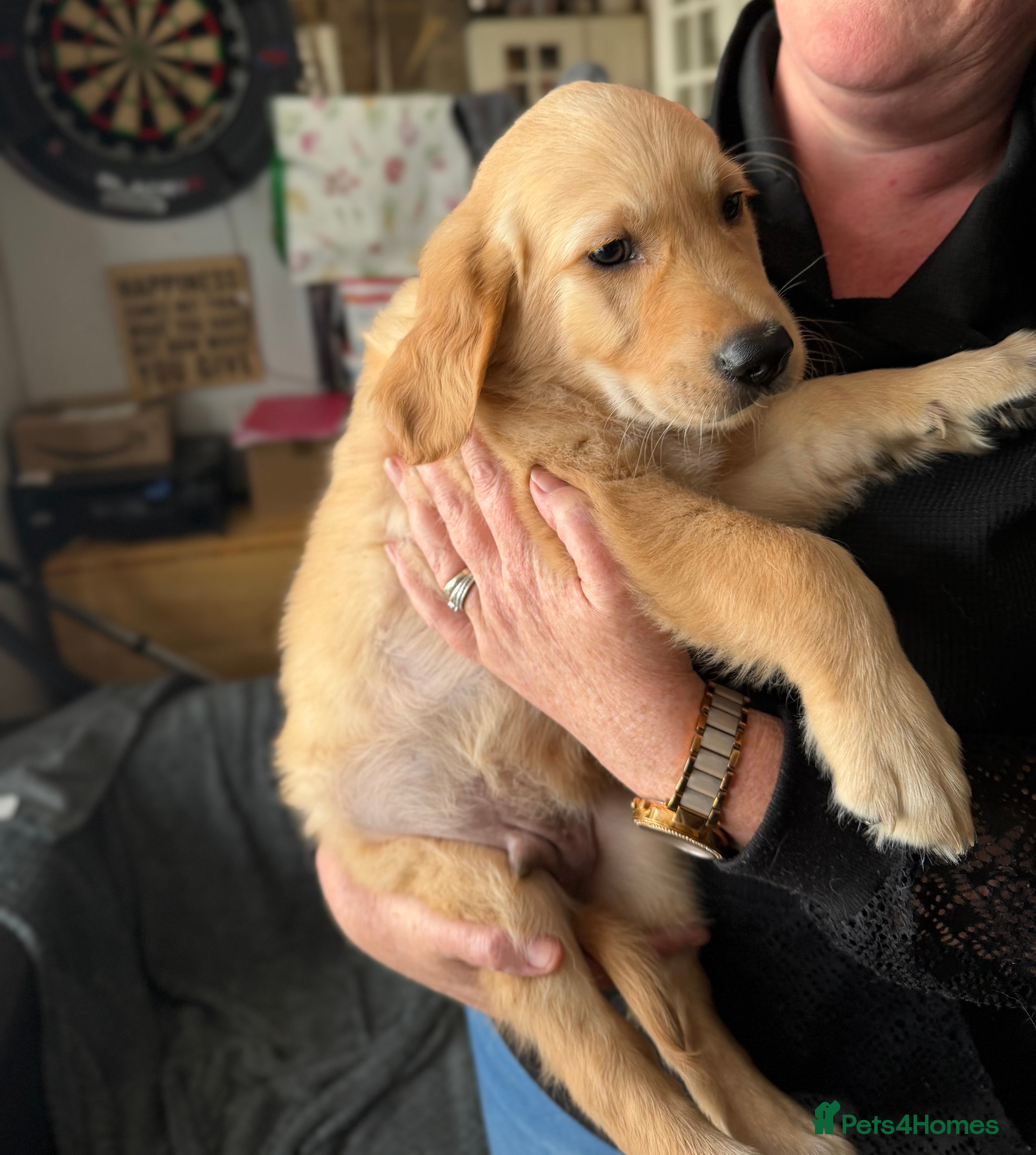 Golden Retriever dogs Beautiful KC Reg Golden Retrievers Ready This week - Advert 4