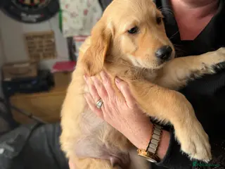 Golden Retriever dogs Beautiful KC Reg Golden Retrievers Ready This week - Advert 5