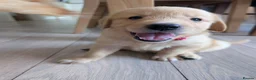 Golden Retriever dogs for sale: Beautiful KC registered Golden Retriever puppies  - Advert 20