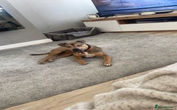 Mixed Breed dogs for sale: Staffy Cross In Need Of A Quieter Home 🐾💛 - Image 5