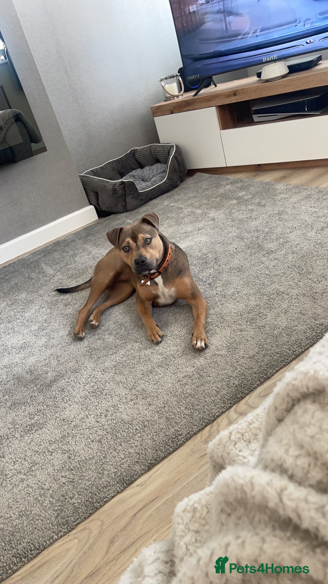 Mixed Breed dogs for sale: Staffy Cross In Need Of A Quieter Home 🐾💛 - Image 5