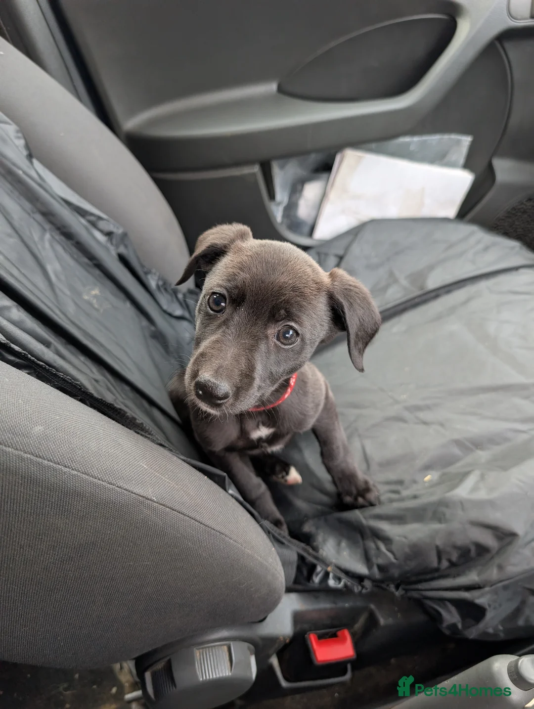 Whippet dogs for sale: Pure whippett - Advert 1