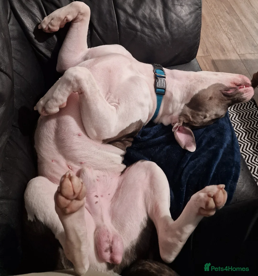 American Bulldog dogs for stud: American Bulldog Scott in Plymouth - Advert 1