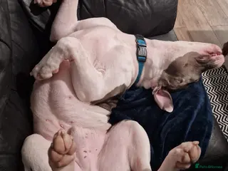 American Bulldog dogs American Bulldog Scott - Advert 3