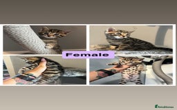Bengal cats for sale: Bengal kittens 1 MALE REMAINING!! Ready now! - Image 11