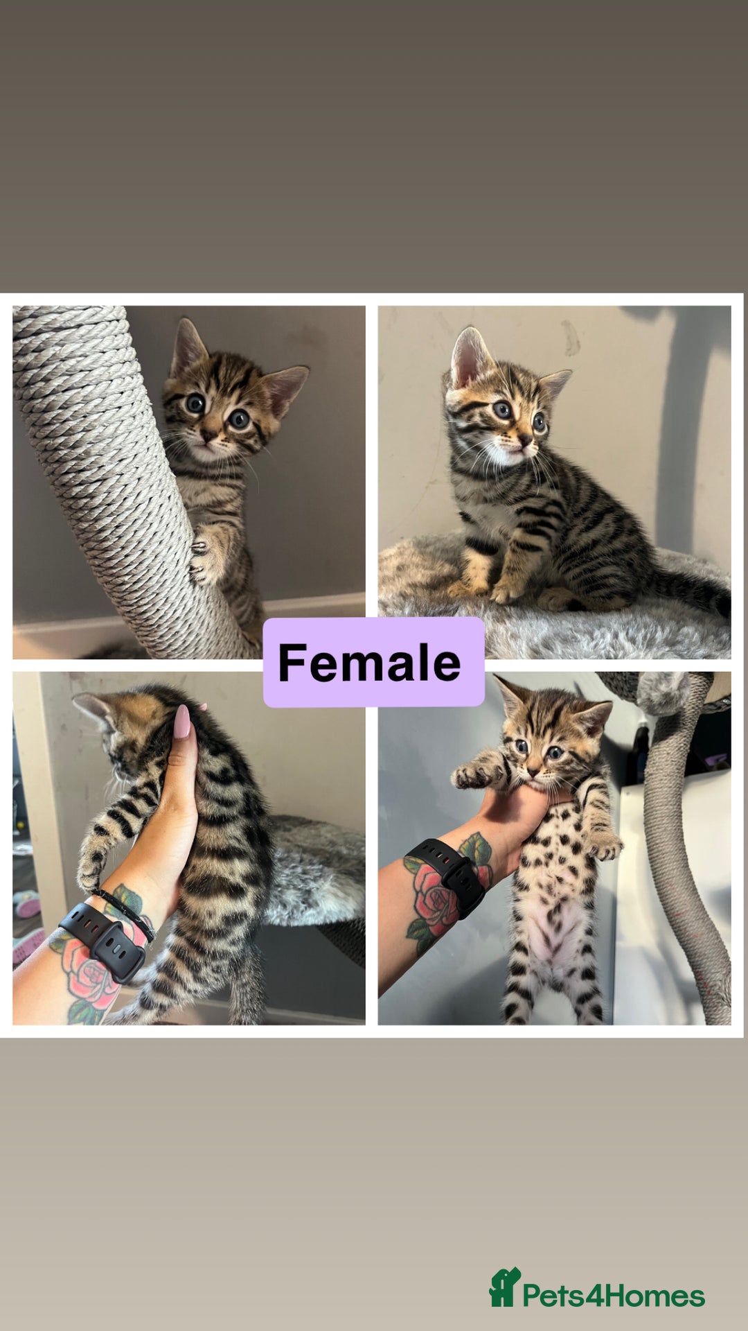 Bengal cats for sale: Bengal kittens 1 MALE REMAINING!! Ready now! - Image 11